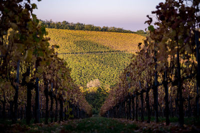 View of vineyard