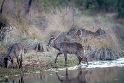 View of deer drinking water