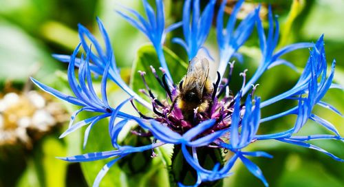 Close-up of bee on blue flower