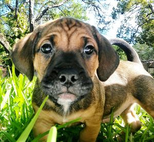 Portrait of a dog