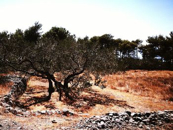 Trees on landscape against clear sky