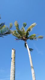 Low angle view of coconut palm tree against blue sky