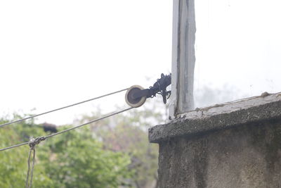 Low angle view of bird perching on wall