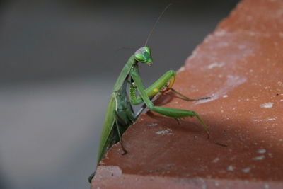 Close-up of insect on leaf