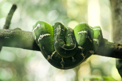 Close-up of snake on branch