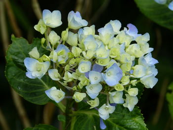 Close-up of hydrangea blooming outdoors