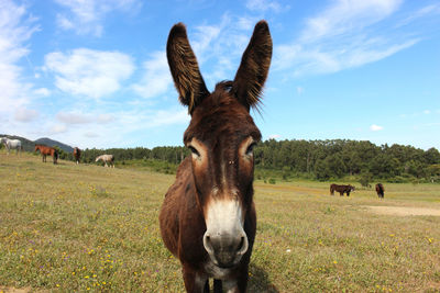 Close-up of horse on field against sky