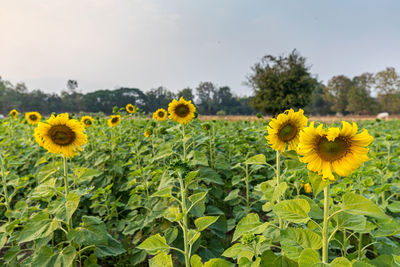 Close-up of yellow flowering plants on field against sky