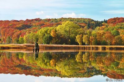 Reflection of trees in water