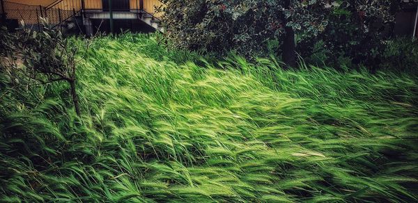 Plants growing on land