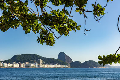 View of copacabana beach and sugarloaf mountain in rio de janeiro through the vegetation