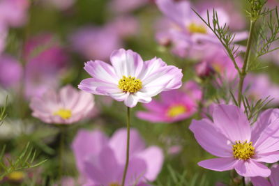 Close-up of pink cosmos flowers