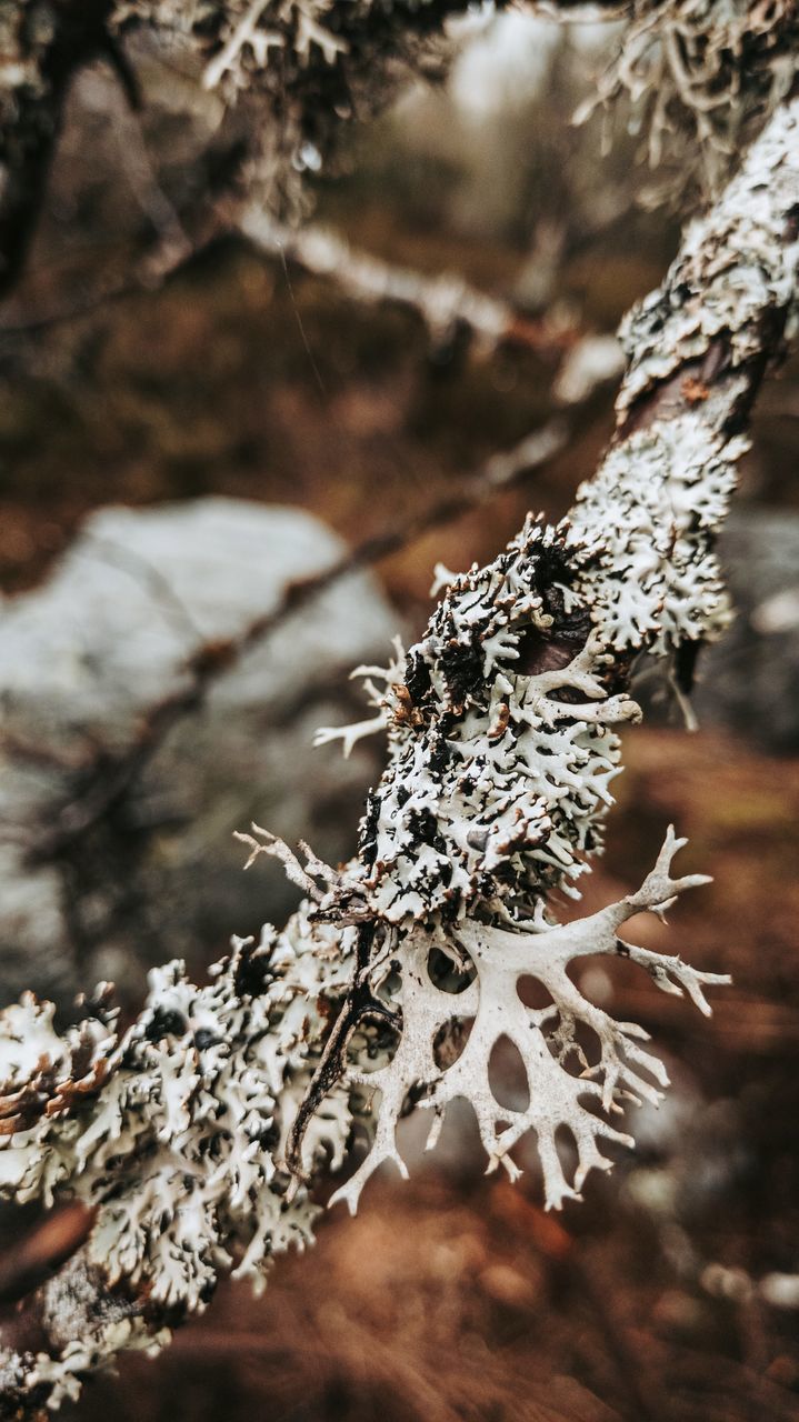 CLOSE-UP OF SNOW ON PINE TREE