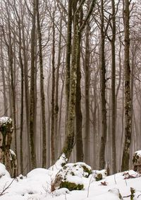 Snow covered trees in forest