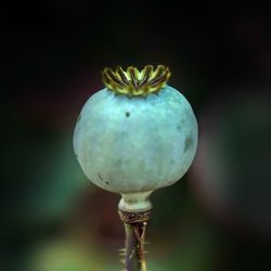 Close-up of fruit on plant