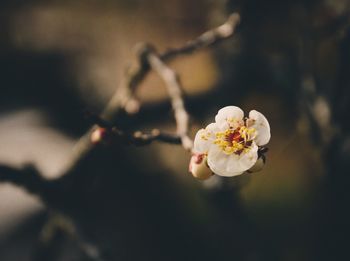 Close-up of white cherry blossom