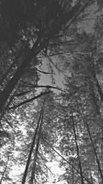 Low angle view of trees in the forest