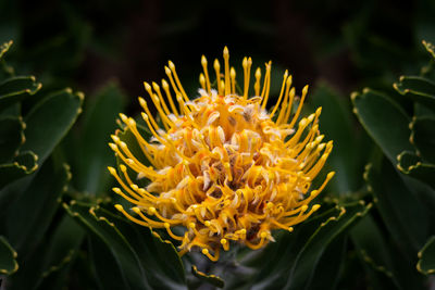 Close-up of yellow flowering plant