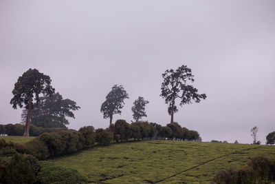 nature