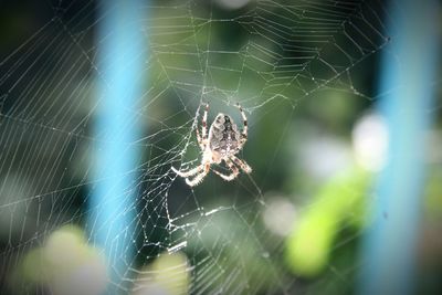 Close-up of spider web