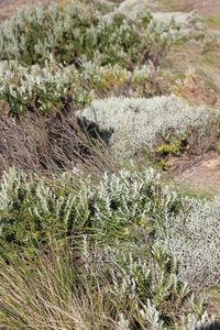 Close-up of grass on land