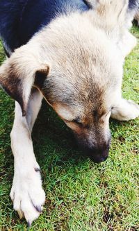 High angle view of dog relaxing on grass