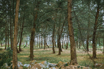 Trees in forest