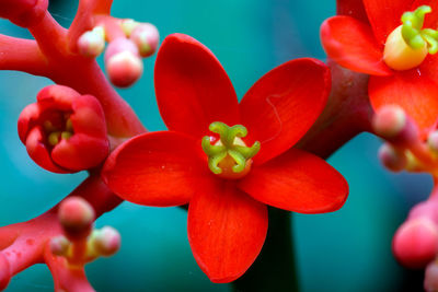 Close-up of red flowering plant
