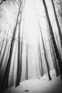 Frozen trees in foggy forest during winter