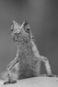 Close-up of lizard