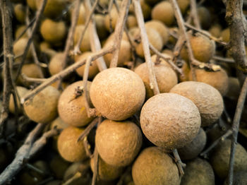 Close-up of fruits on plant