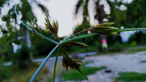 Close-up of plant