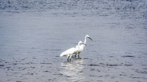 White heron in the sea