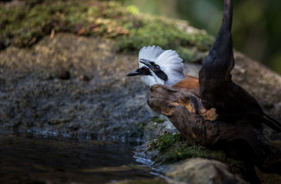 Bird flying over water