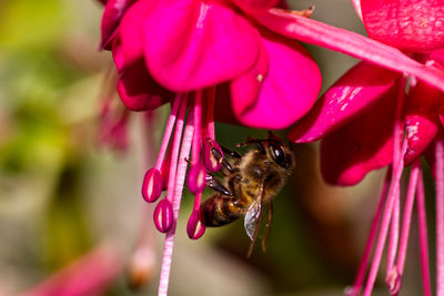 Close-up of bee pollinating on pink flower