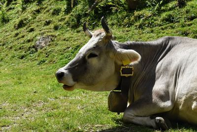 Cow in a field