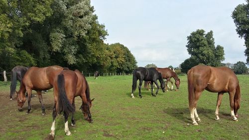 Horses grazing in a field