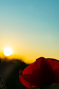 Close-up of orange flower against clear sky during sunset