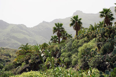 Scenic view of palm trees on mountains against sky