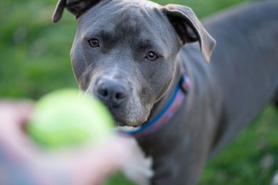 Close-up portrait of dog looking at camera