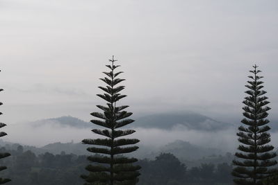 Panoramic view of trees against sky