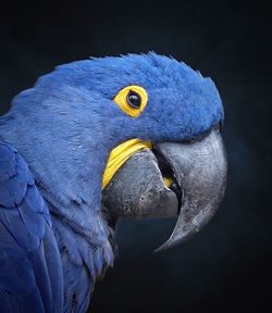 Close-up of blue bird against black background