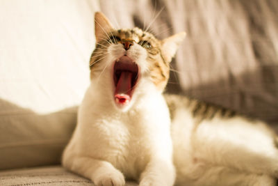 Close-up of cat yawning