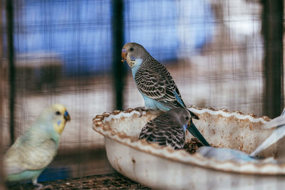 Close-up of birds in cage