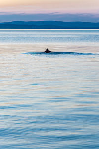 Silhouette man in sea against sky during sunset