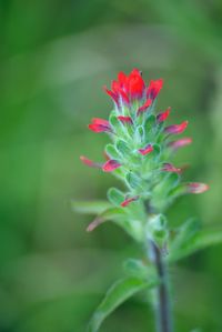 Close-up of red flowering plant