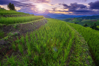 Scenic view of agricultural field against sky