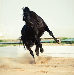 Horse on beach against sky