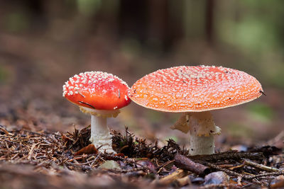 Close-up of fly agaric mushroom on field