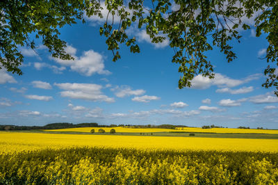 Landscape and rapeseed fields at manor house aakjær